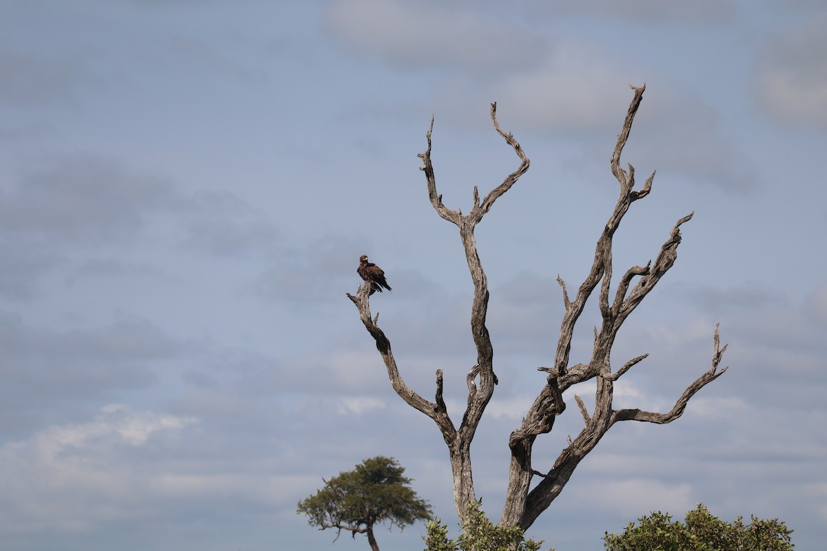 Aigle des steppes - ML647880245