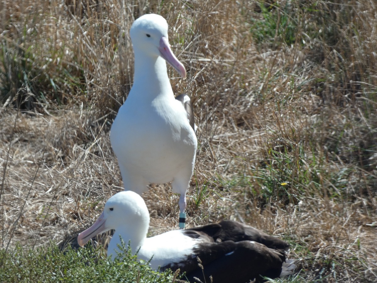Albatros de Sanford - ML647880247