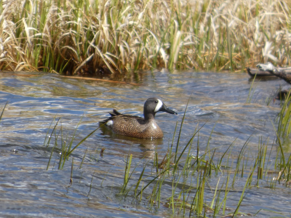 Sarcelle à ailes bleues - ML647880249