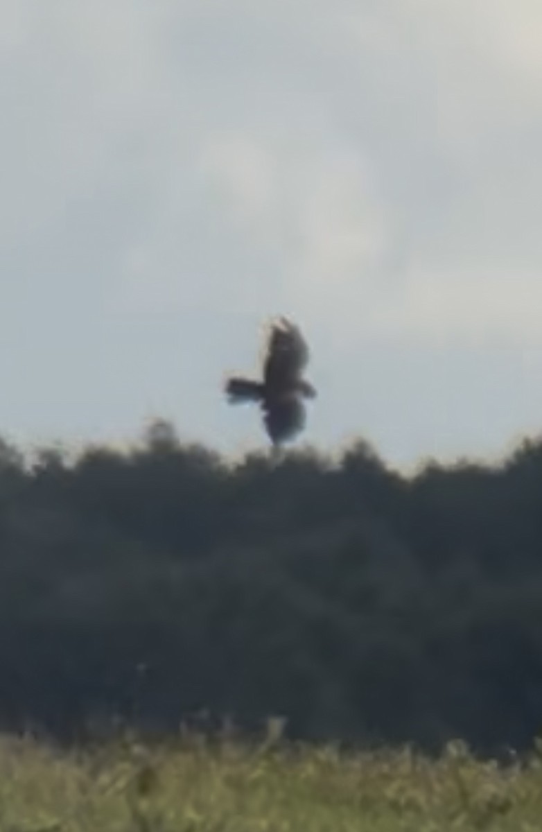 Buse variable - ML647880251