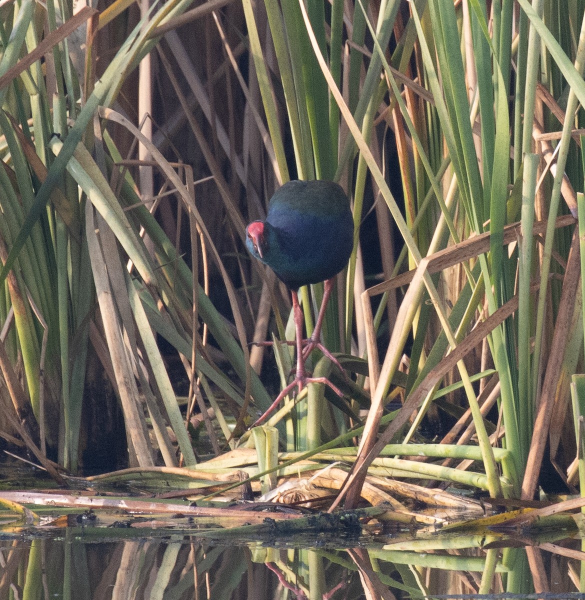 Talève d'Afrique - ML647880252