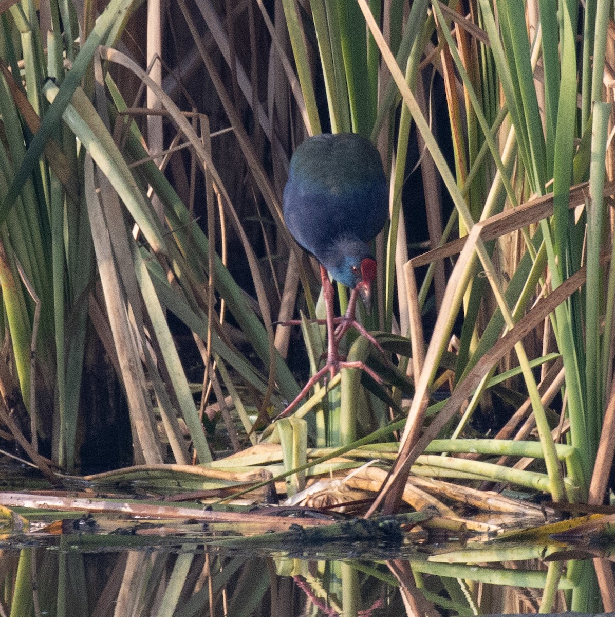 Talève d'Afrique - ML647880253
