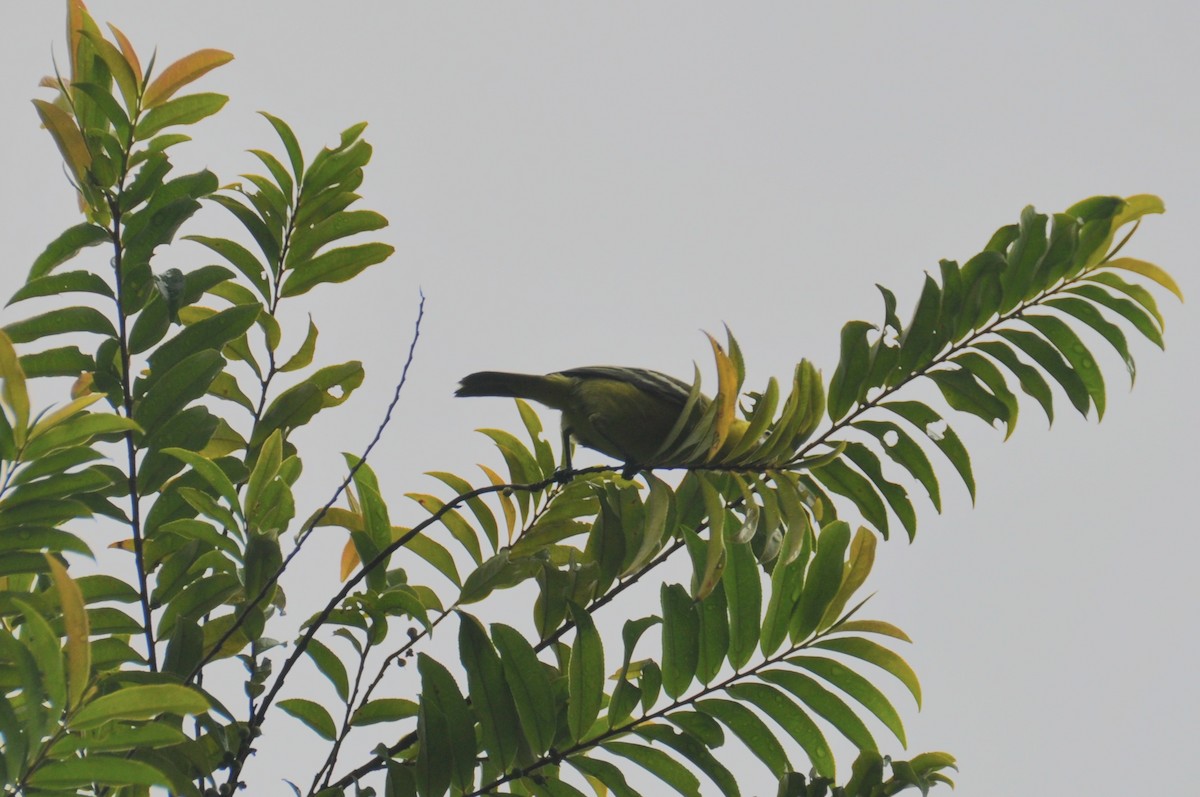 Iora émeraude - ML647880254