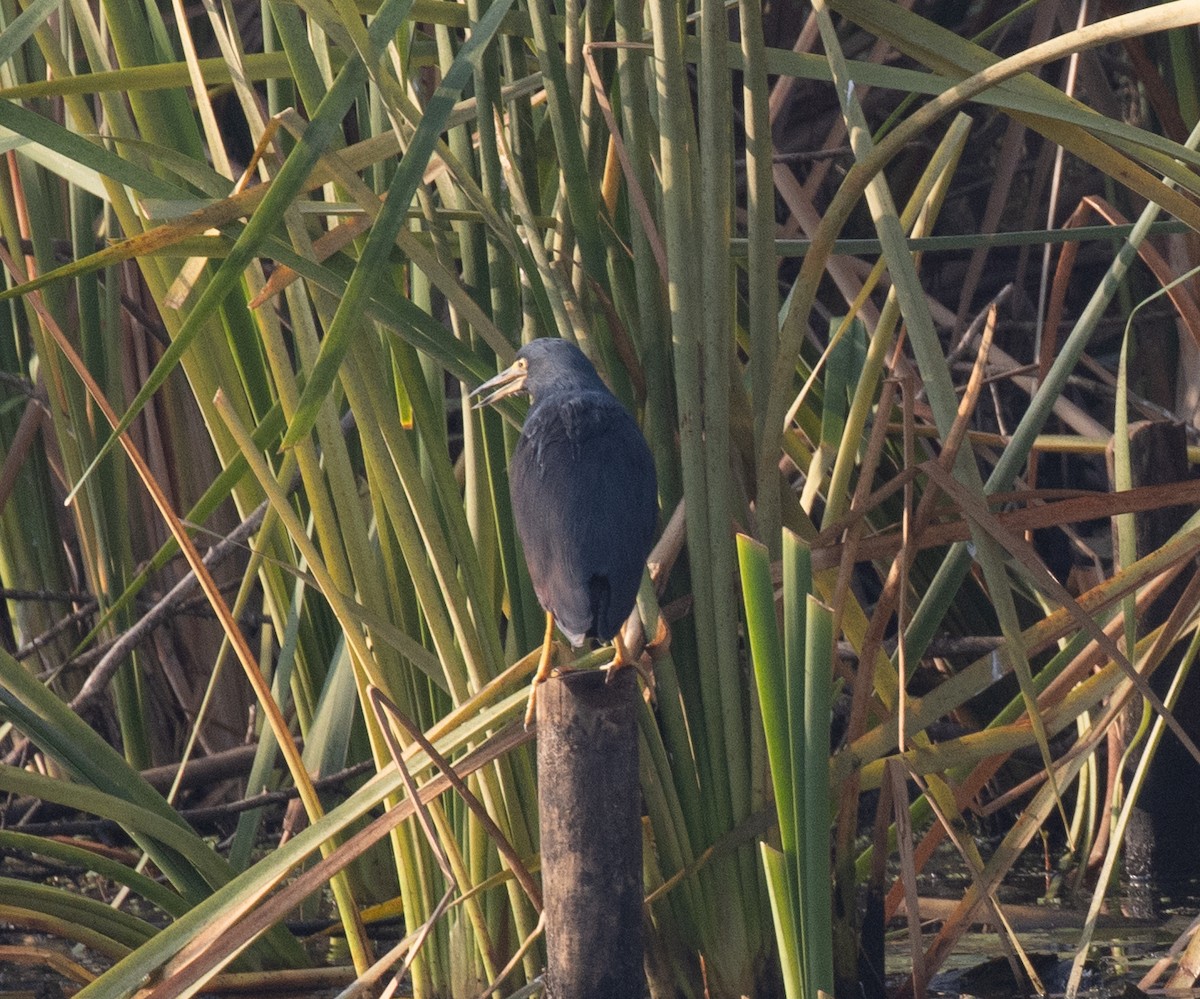 Crabier à ventre roux - ML647880256