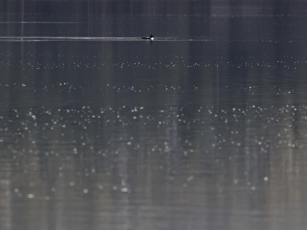 Plongeon huard - ML647880257