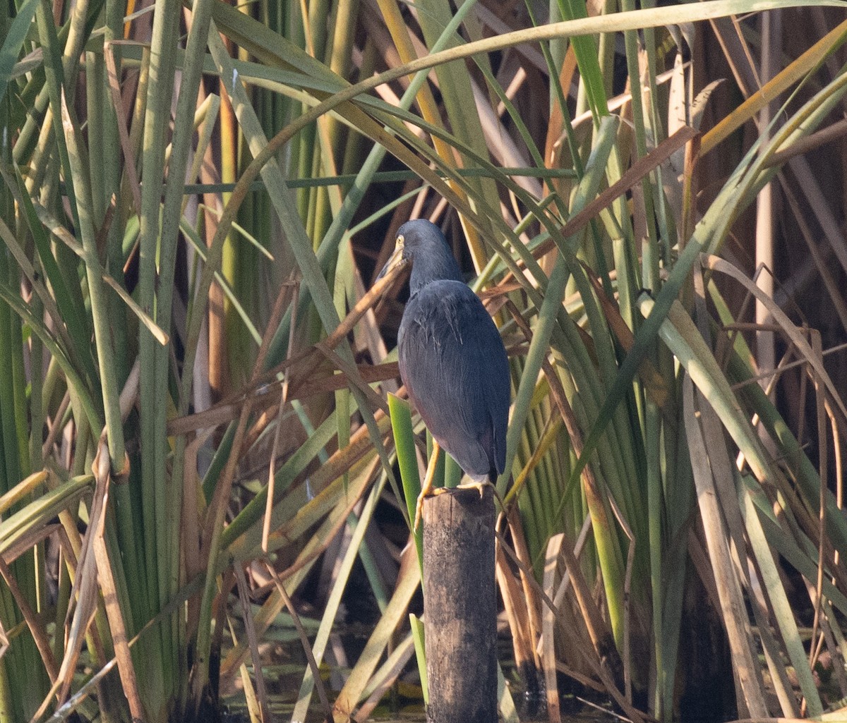 Crabier à ventre roux - ML647880258