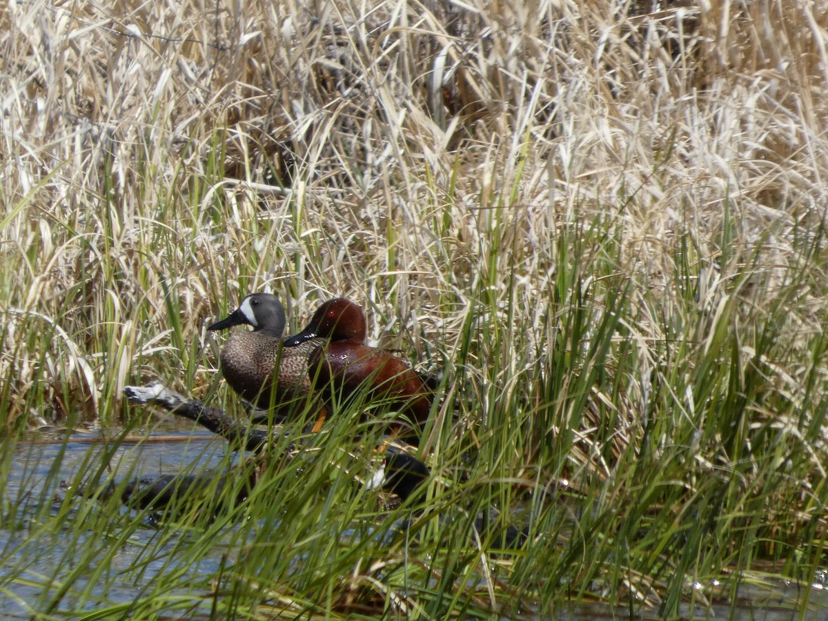 Sarcelle cannelle - ML647880261