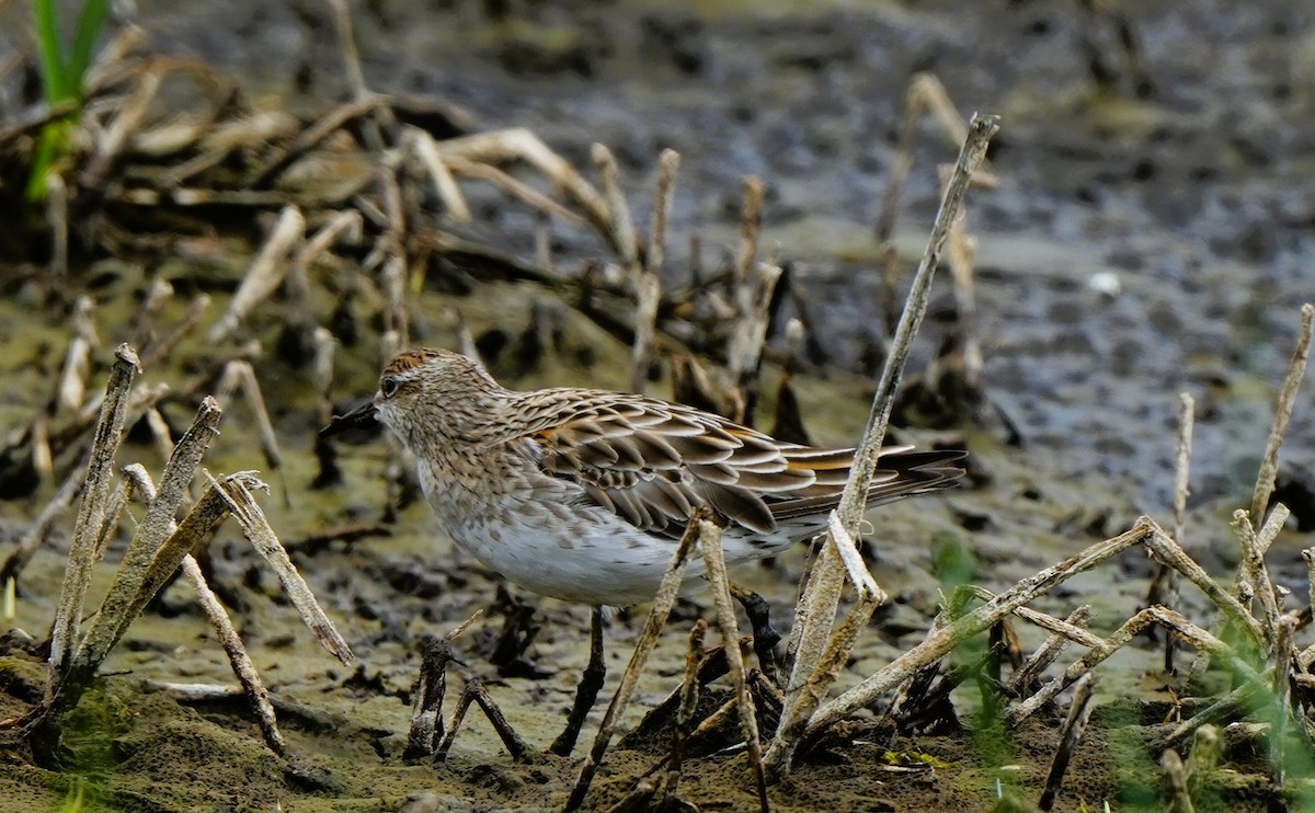 Bécasseau à queue pointue - ML647880262