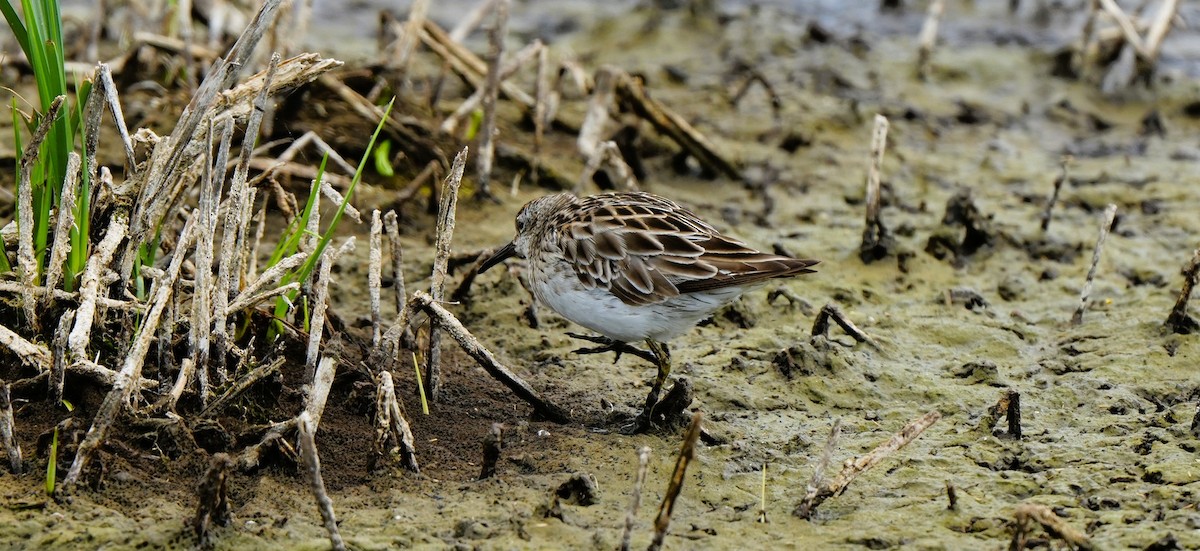 Bécasseau à queue pointue - ML647880263