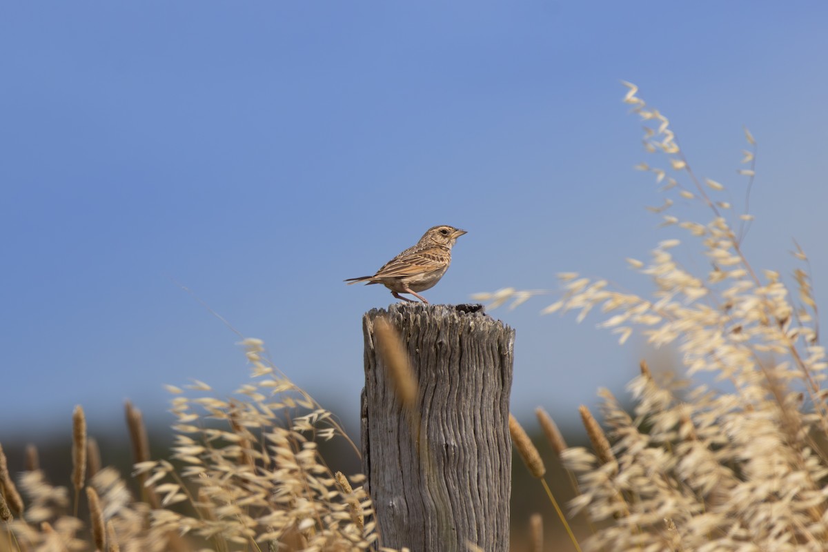 Alouette de Java (groupe javanica) - ML647880264