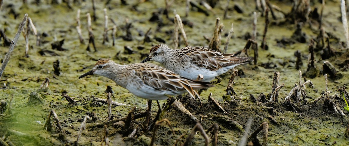 Bécasseau à queue pointue - ML647880265