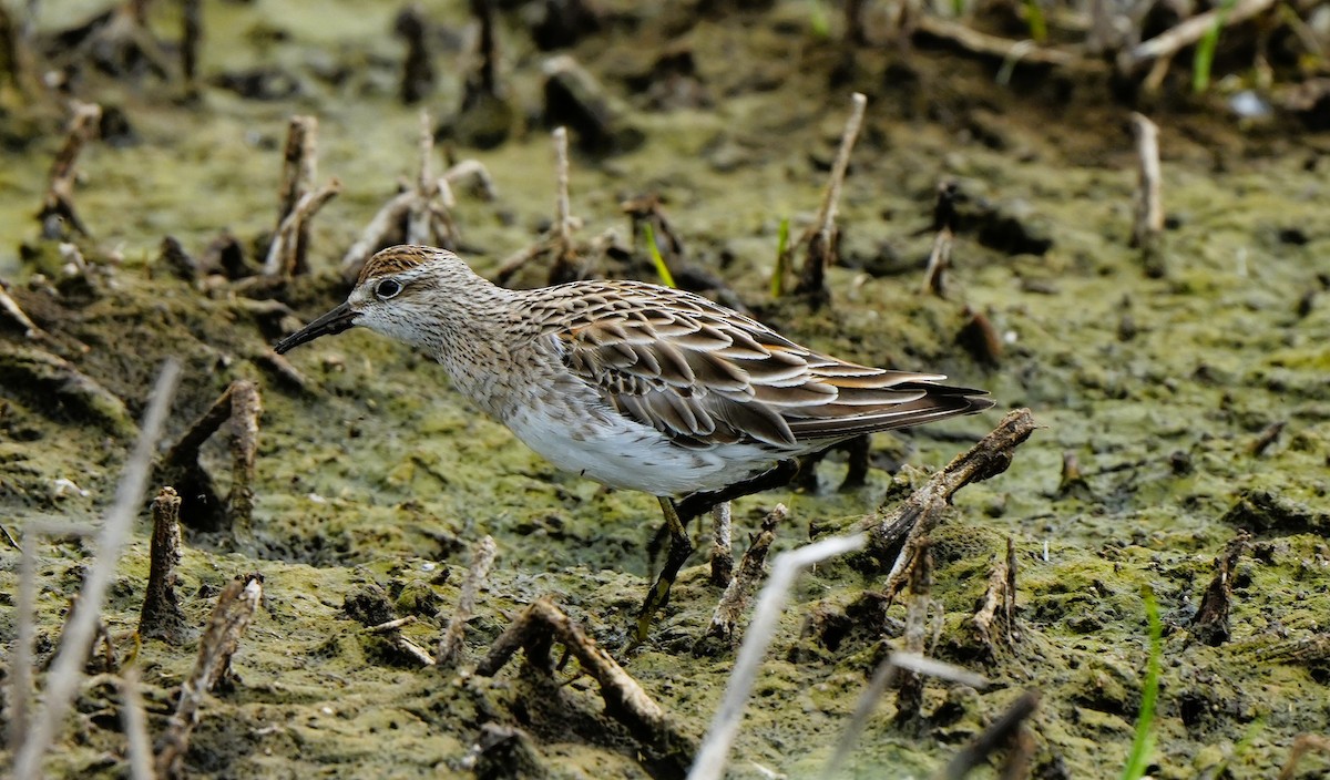 Bécasseau à queue pointue - ML647880266