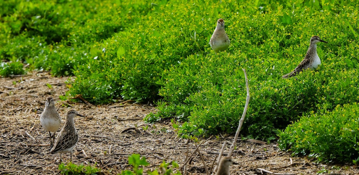Bécasseau à queue pointue - ML647880267