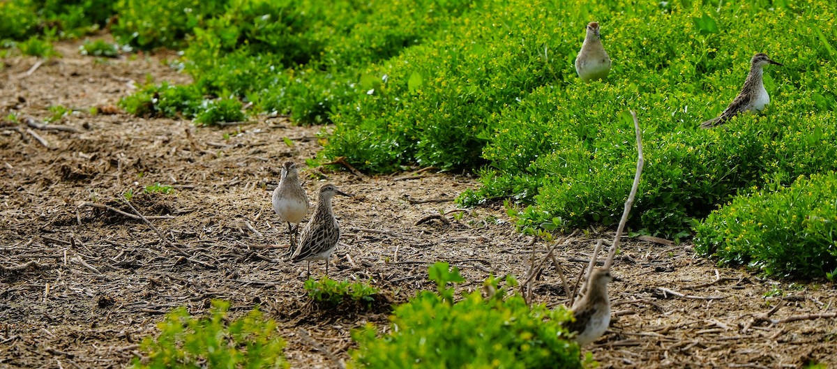 Bécasseau à queue pointue - ML647880268