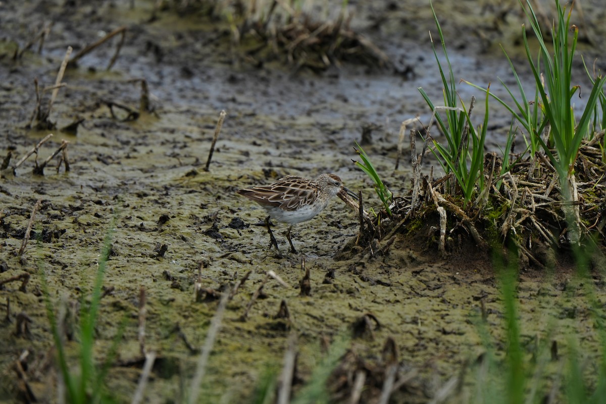 Bécasseau à queue pointue - ML647880269