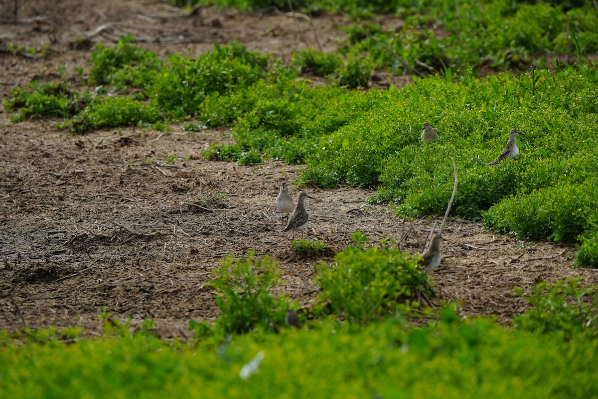 Bécasseau à queue pointue - ML647880270