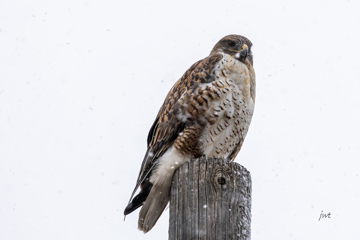 Buse rouilleuse - ML647880271