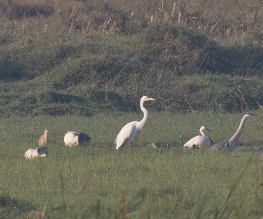 Grande Aigrette (melanorhynchos) - ML647880272