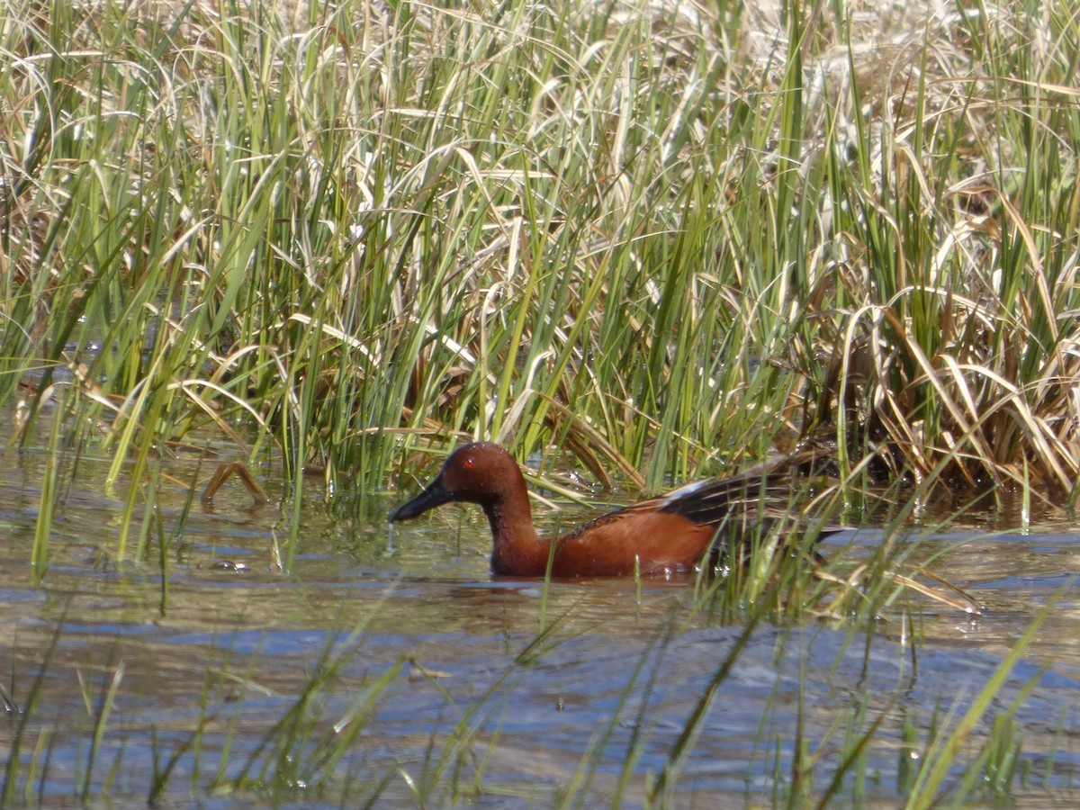 Sarcelle cannelle - ML647880273