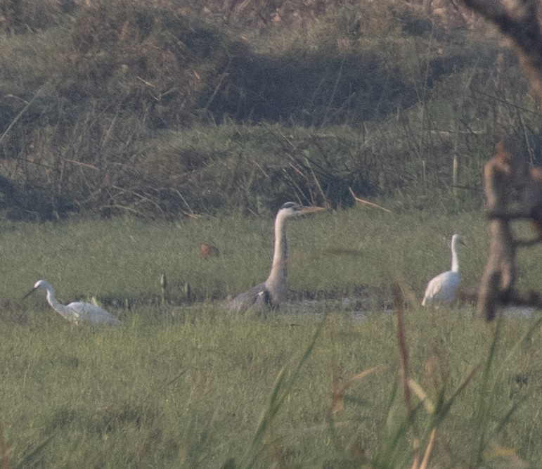 Héron cendré (cinerea/jouyi) - ML647880274