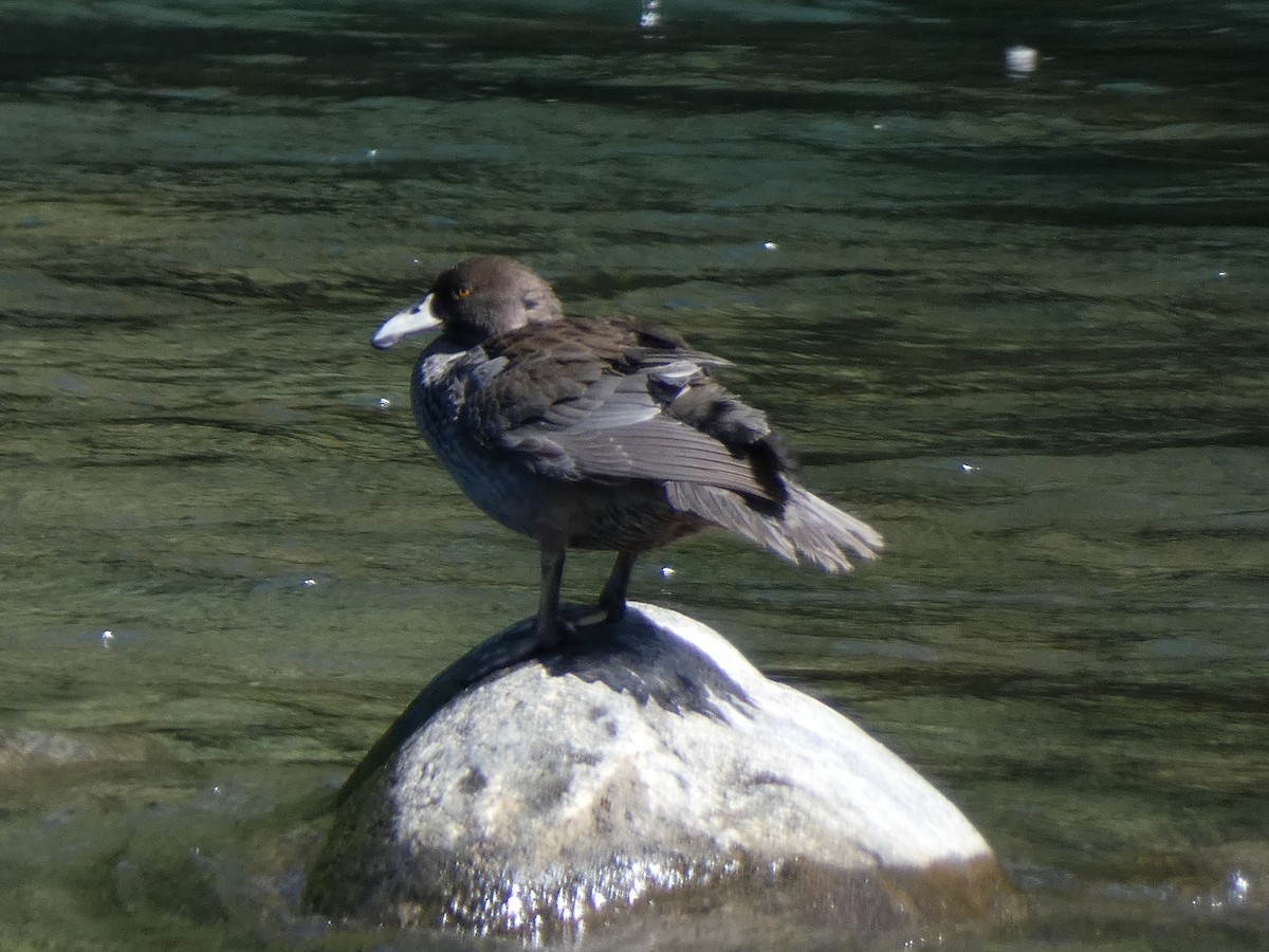 Blue Duck - ML647880285