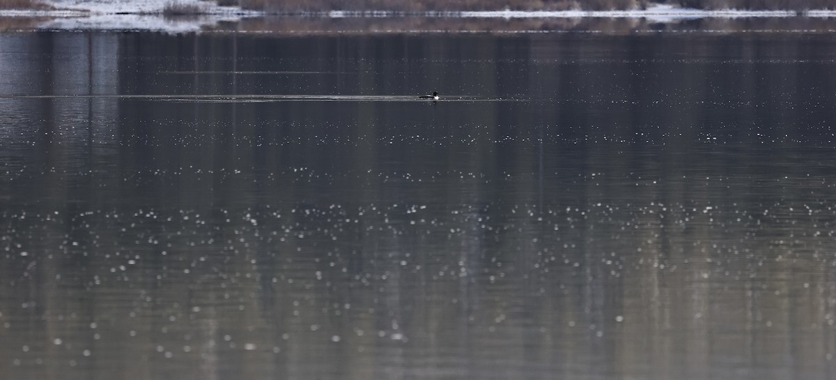 potáplice lední - ML647880319