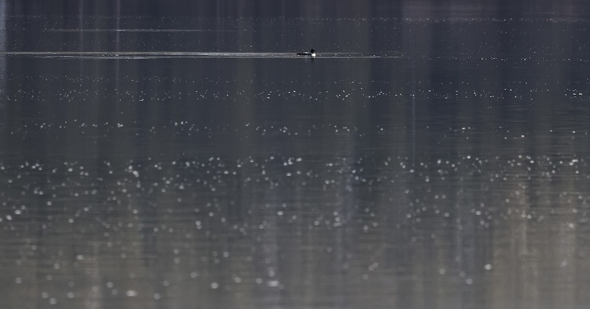 potáplice lední - ML647880320