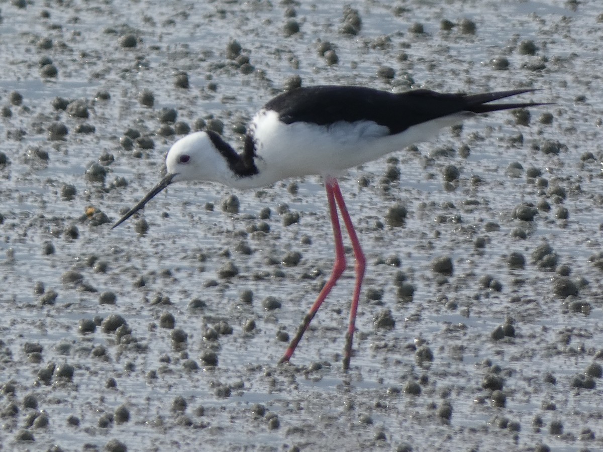 Pied Stilt - ML647880364