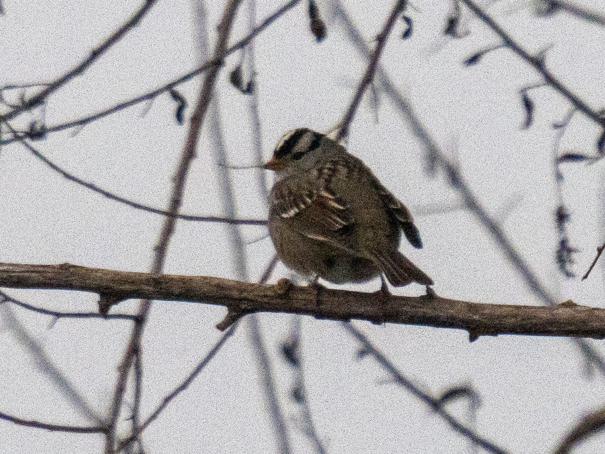 Белобровая овсянка - ML647880366