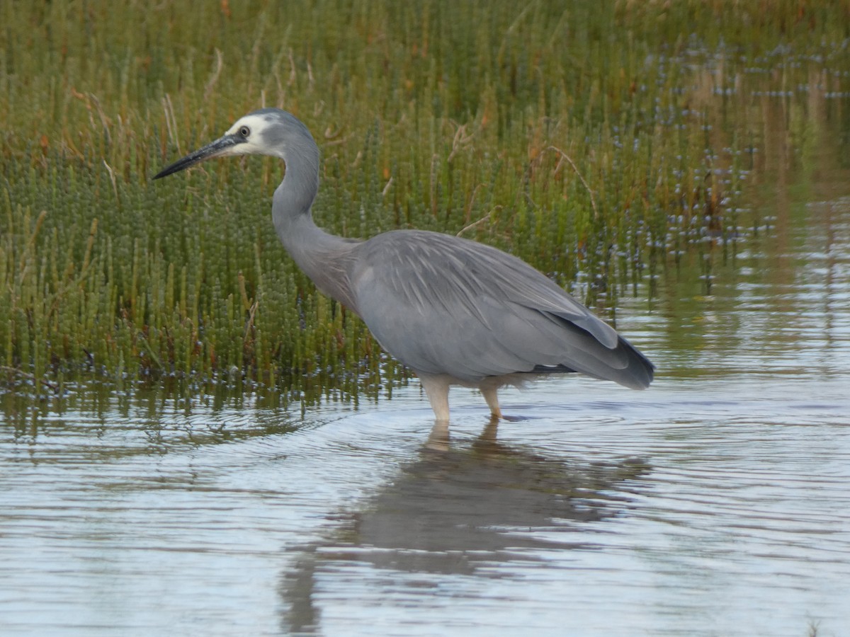 White-faced Heron - ML647880378