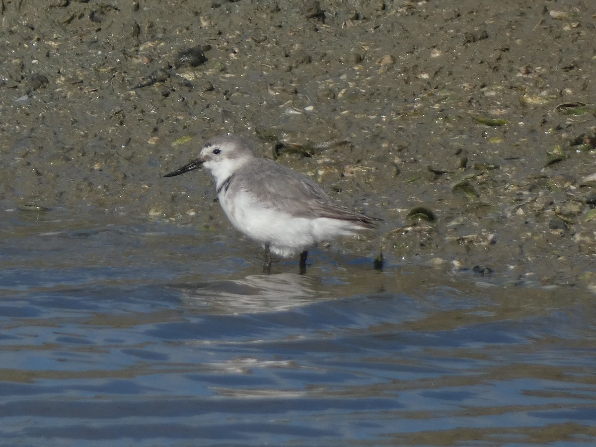 Wrybill - ML647880386