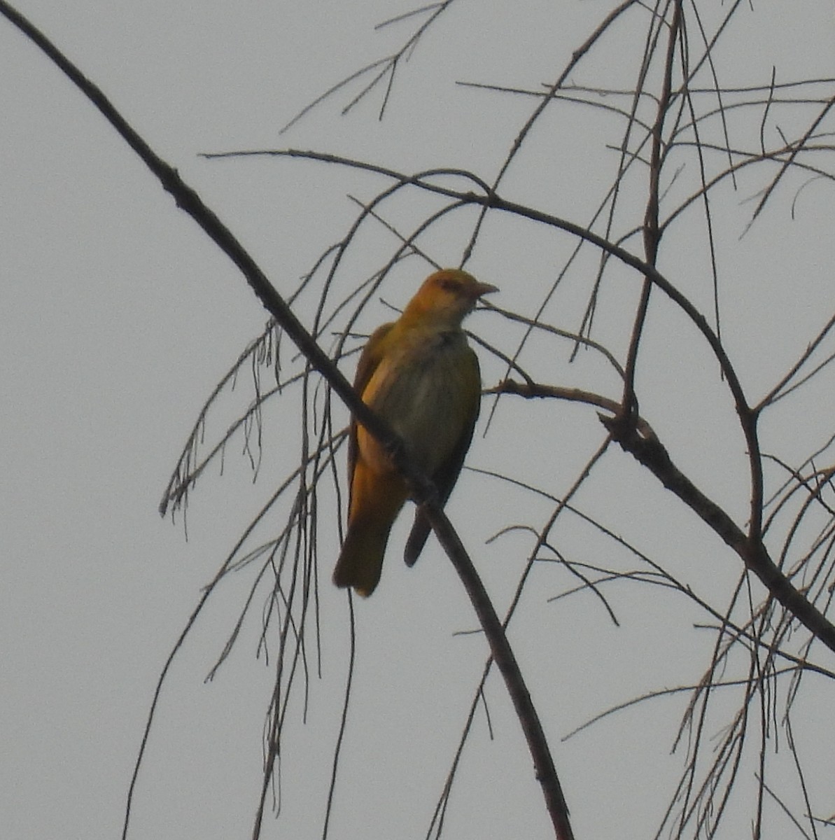 Вивільга індійська - ML647880388