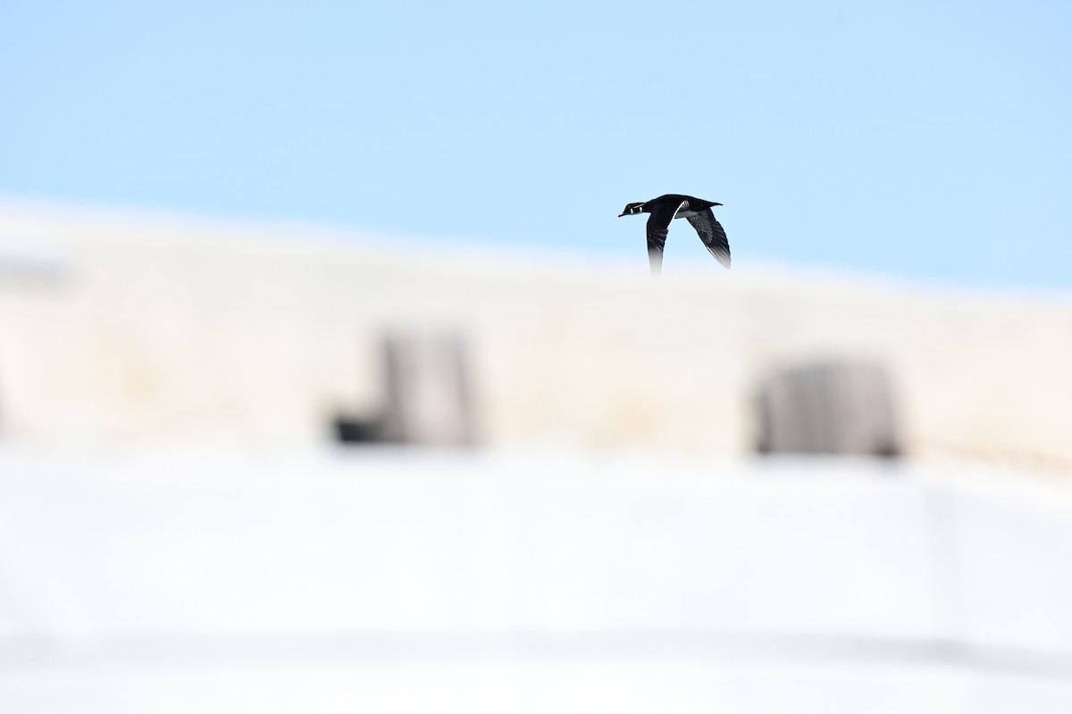 Canard branchu - ML647880399