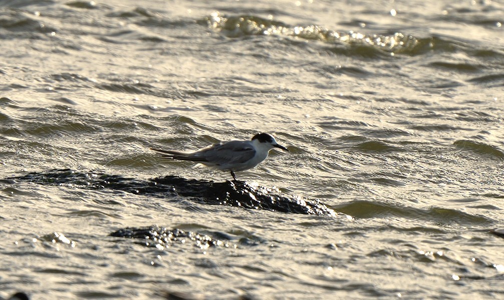 Common Tern - ML647880400