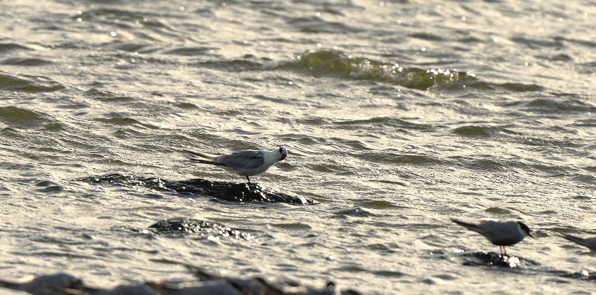 Common Tern - ML647880401