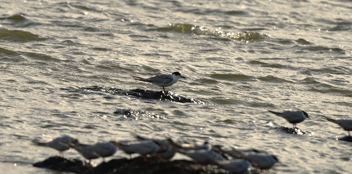 Common Tern - ML647880402