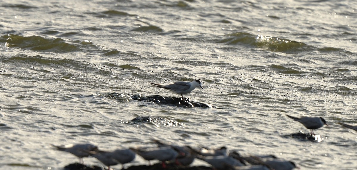 Common Tern - ML647880403
