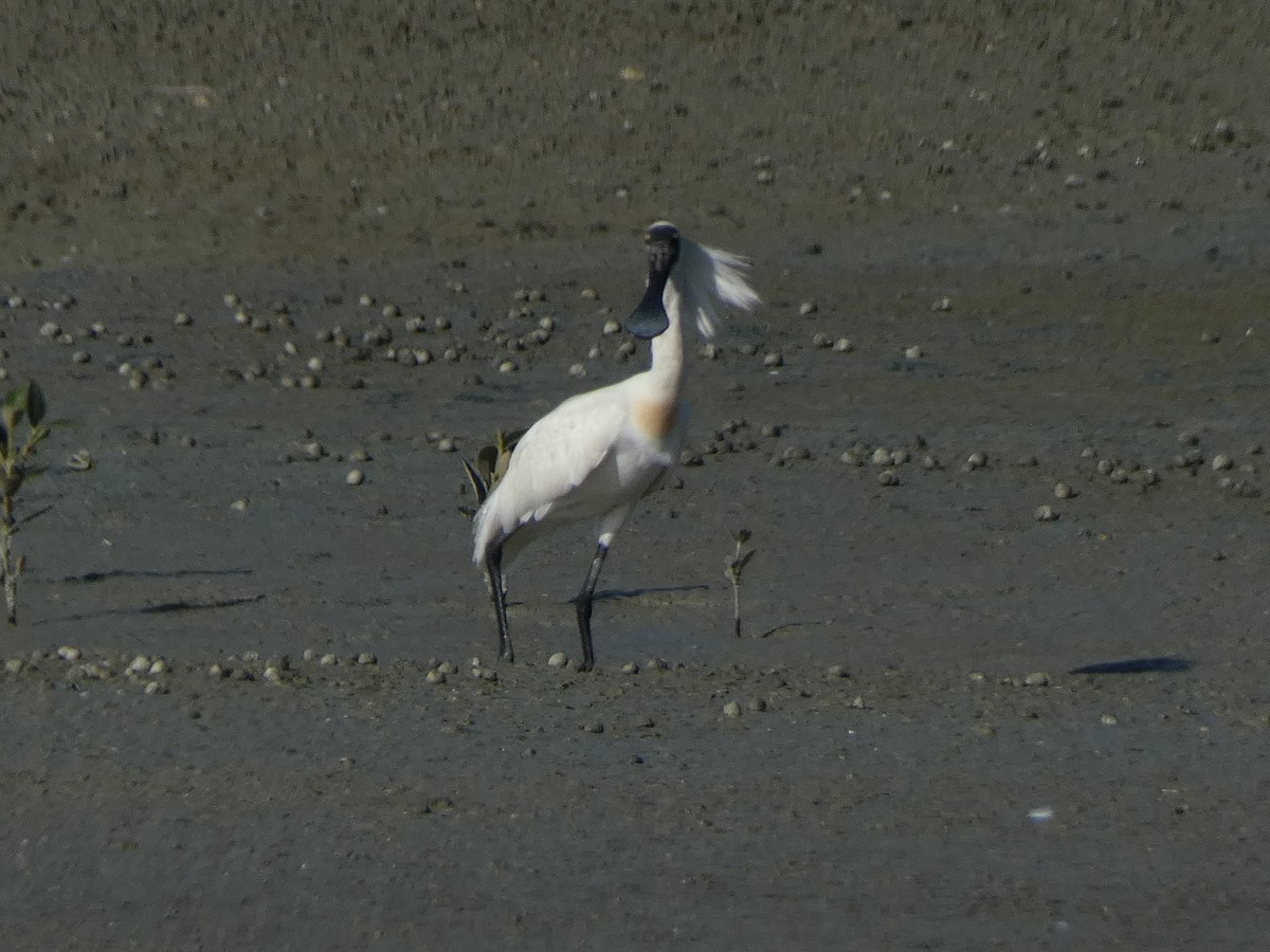 Royal Spoonbill - ML647880406