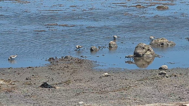 Побережник рудоголовий - ML647880420