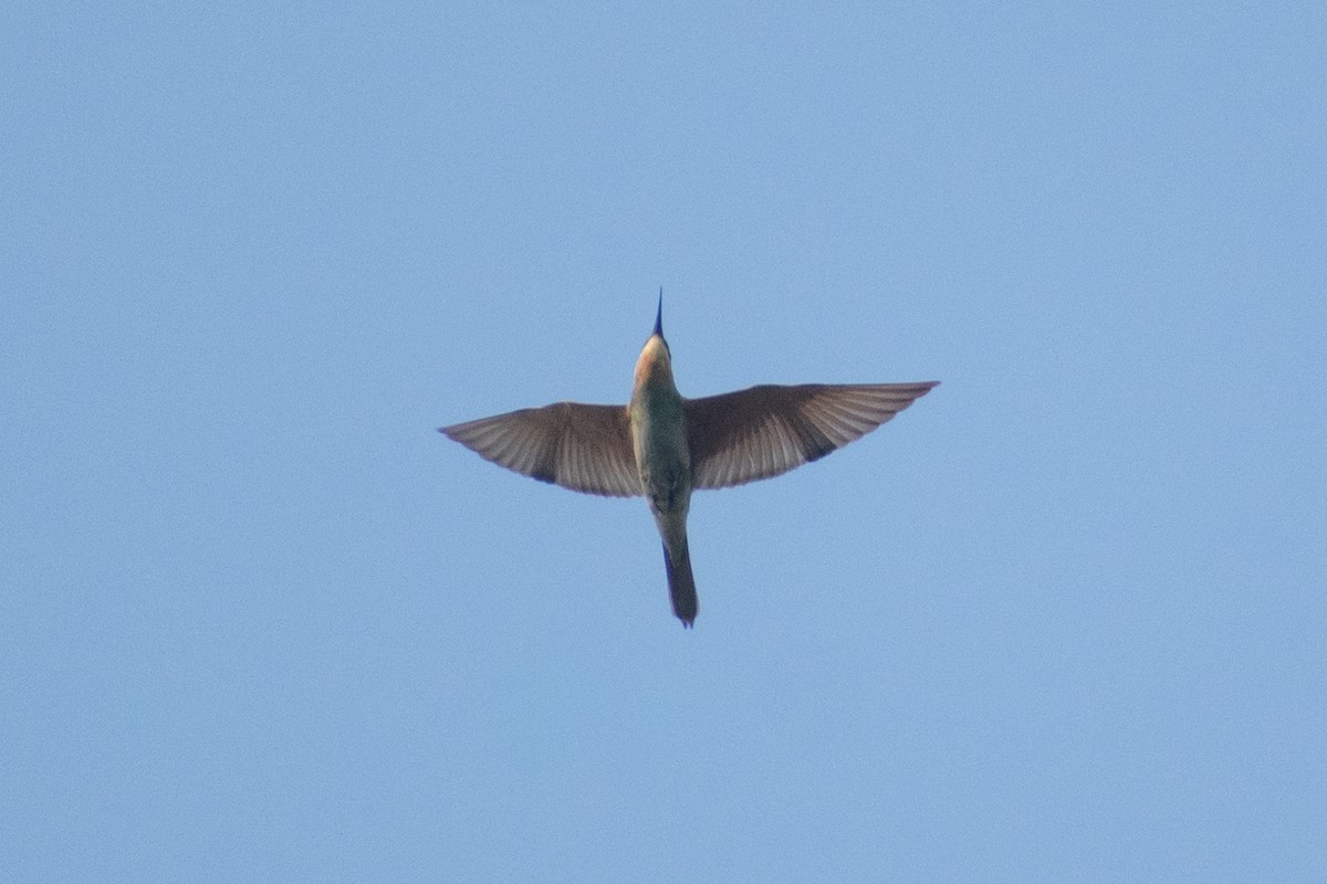 vlha modrolící - ML647880422