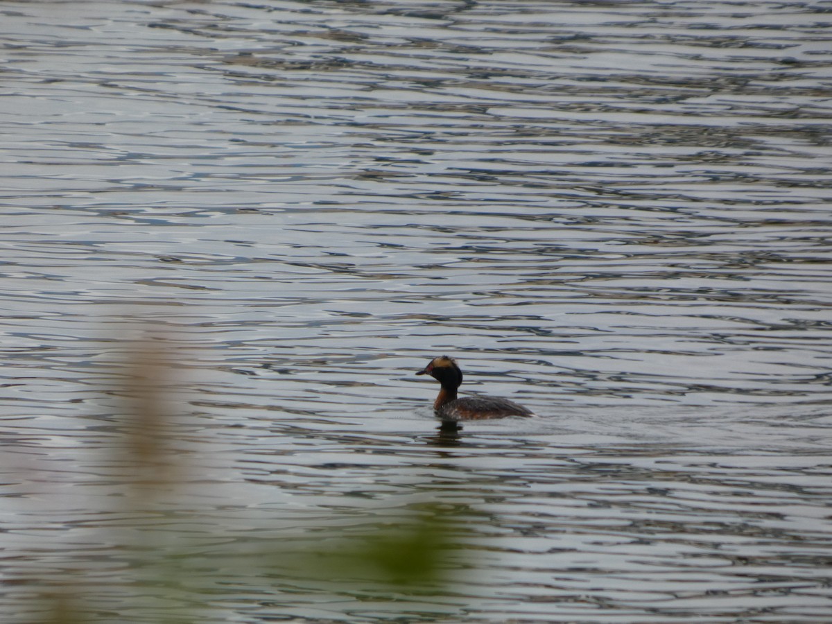 Horned Grebe - ML647880433