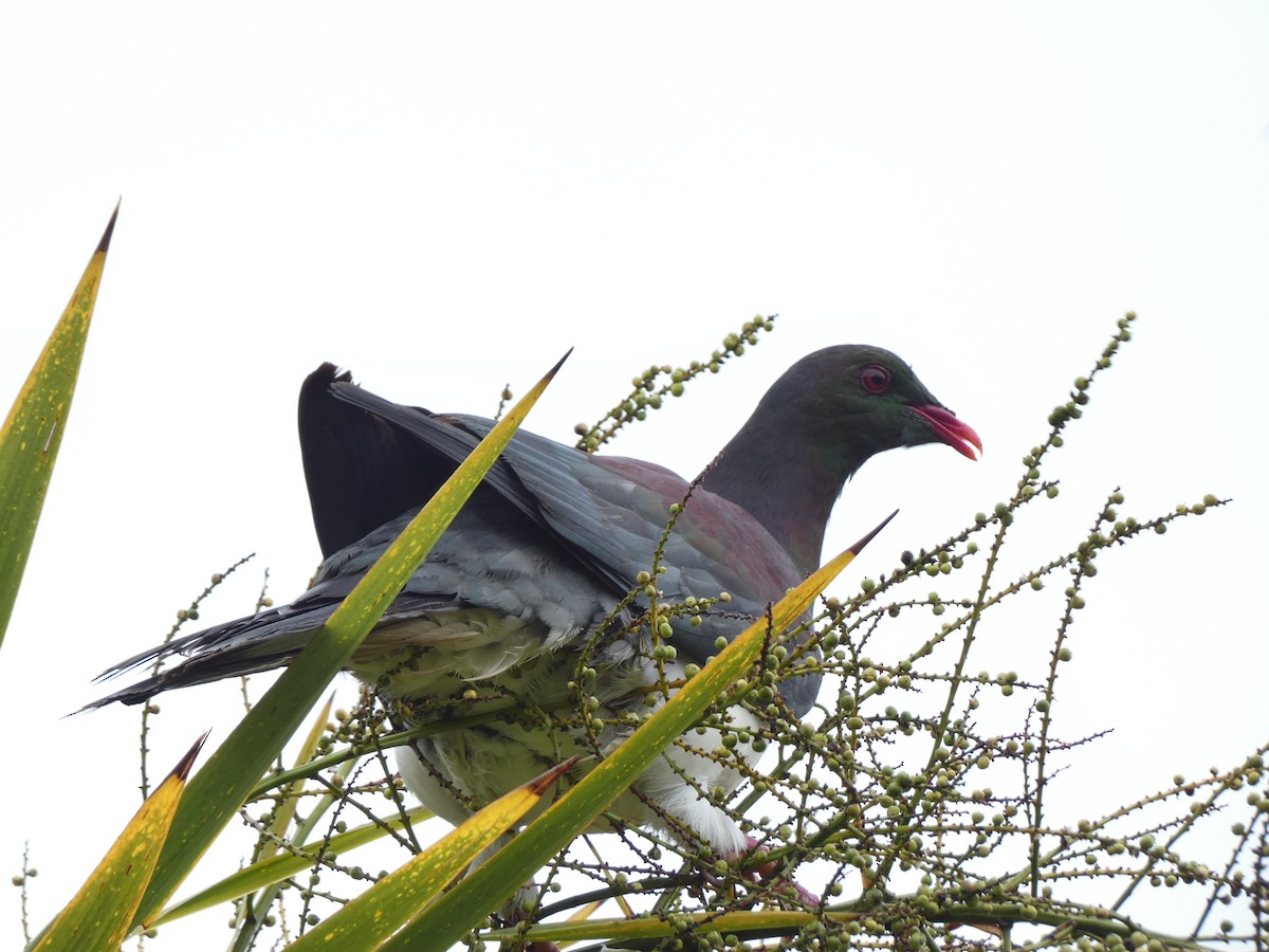 New Zealand Pigeon - ML647880445