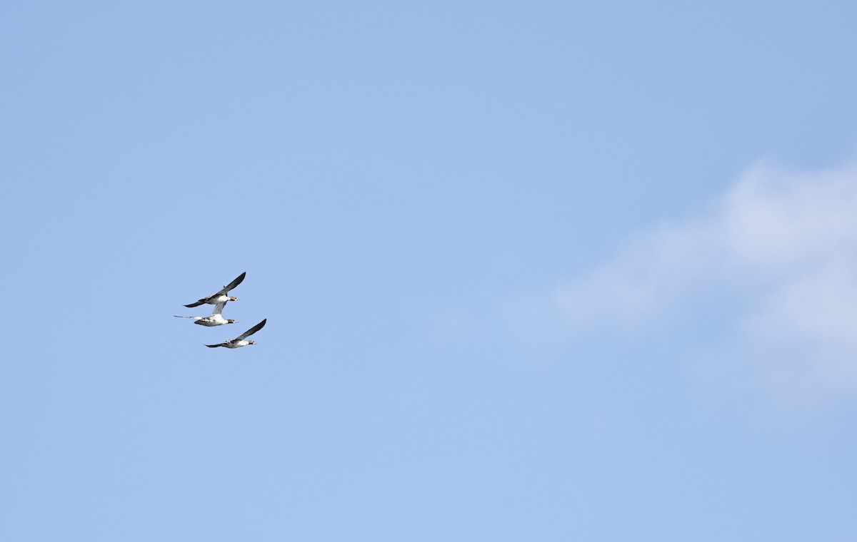 Smergo maggiore - ML647880462