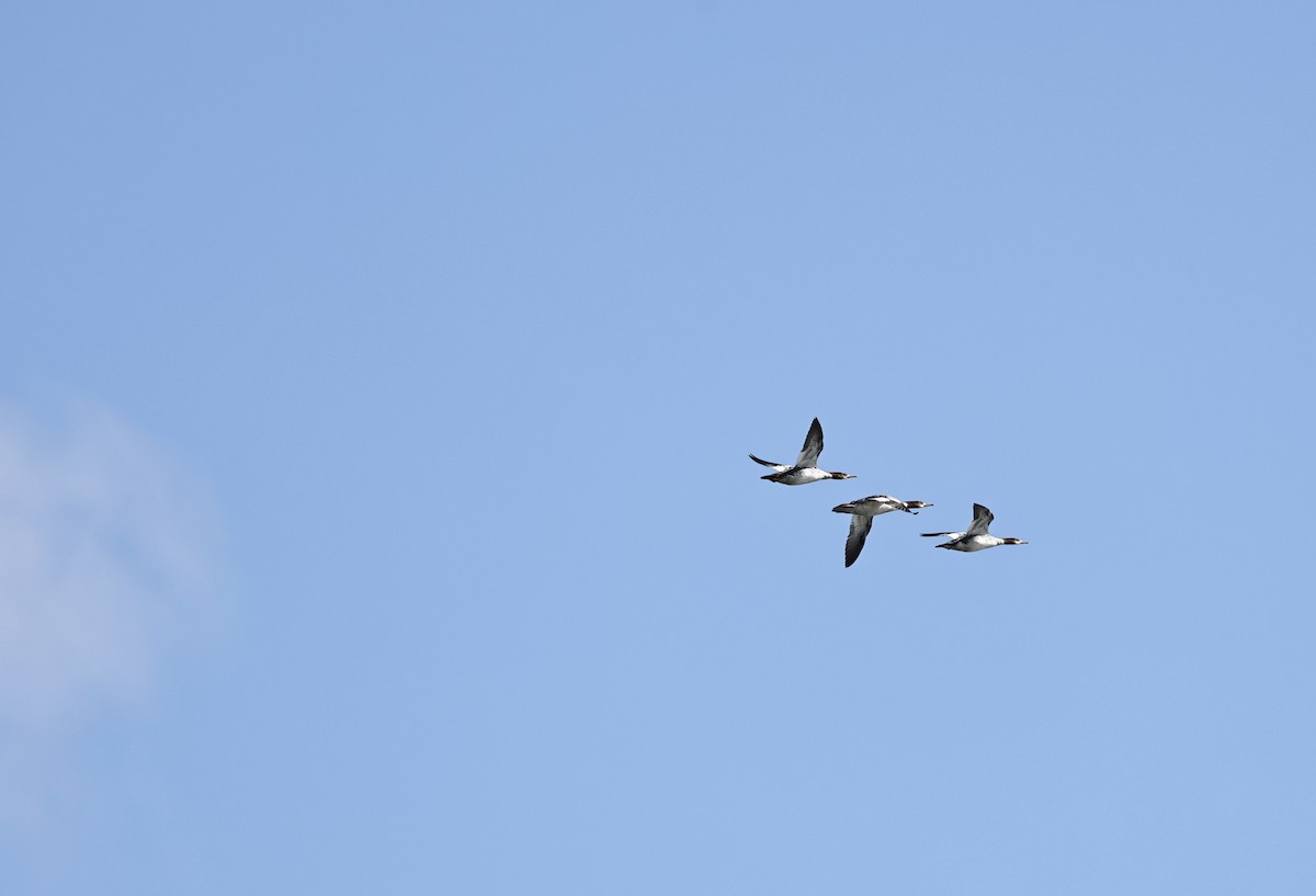 Grand Harle - ML647880463