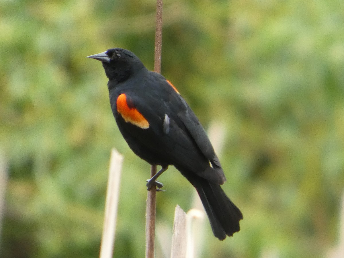 Red-winged Blackbird - ML647880485