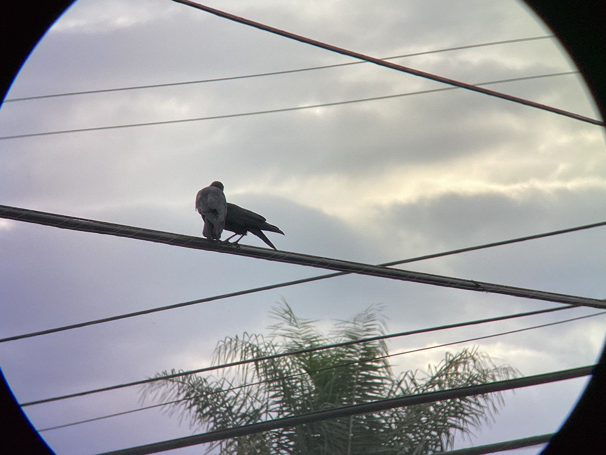 Cuervo Americano - ML647880501