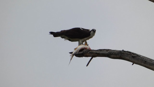 Скопа західна - ML647880525