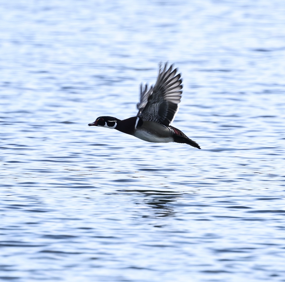 Anatra sposa - ML647880550