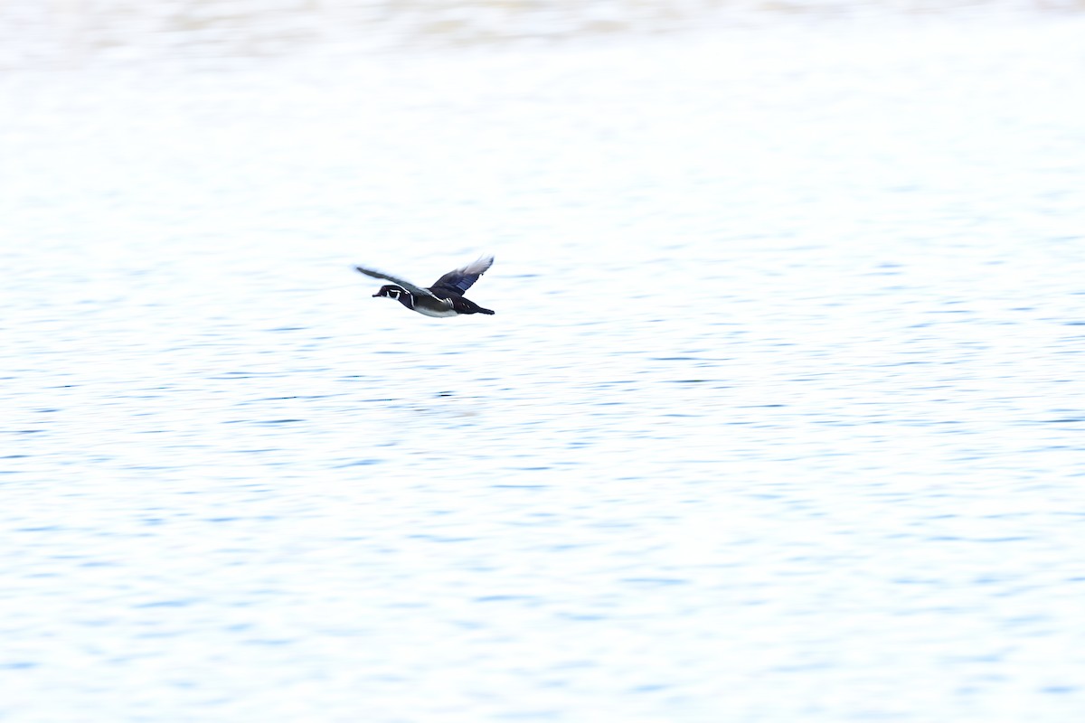 Anatra sposa - ML647880551