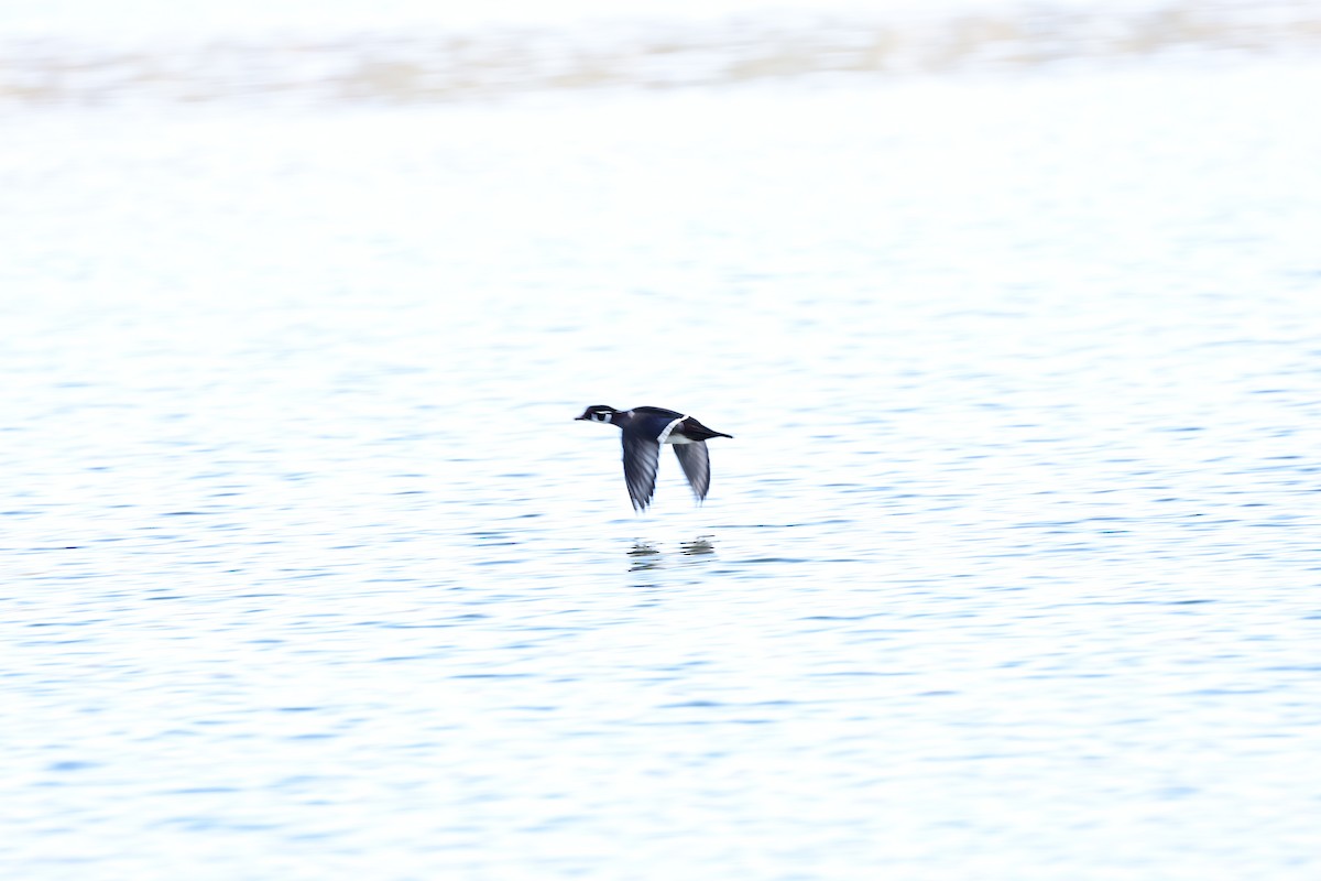 Anatra sposa - ML647880552